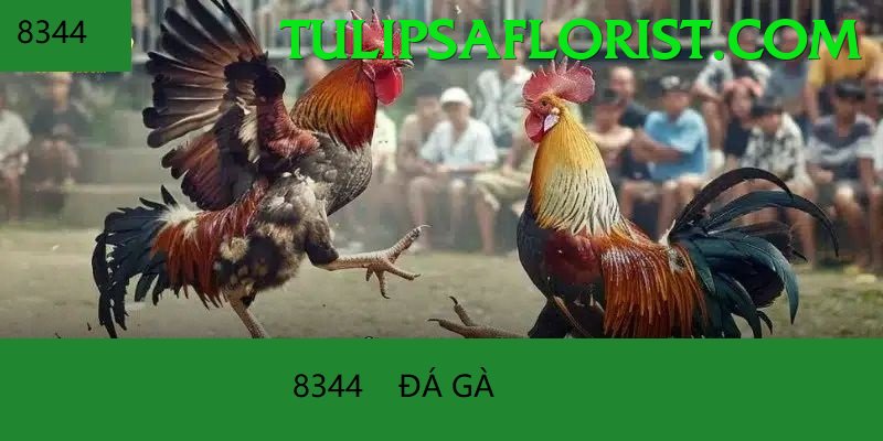 Đá Gà Trực Tiếp - Trải nghiệm tuyệt vời