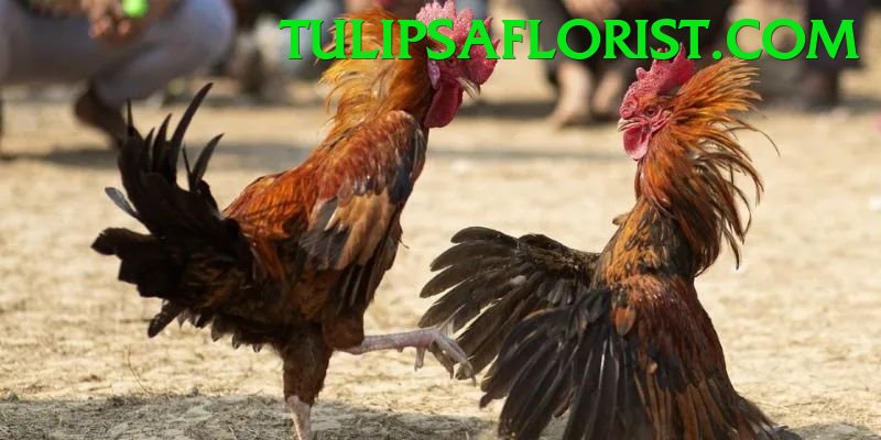 Đá Gà Trực Tiếp - Ưu đãi đặc biệt